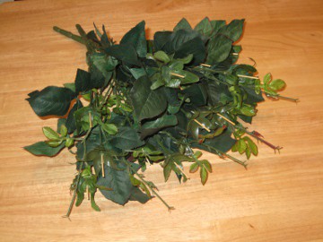Rose_Stems Rose stems